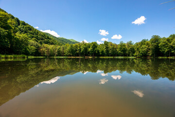 Lake Surrounded by Dense Green Forest