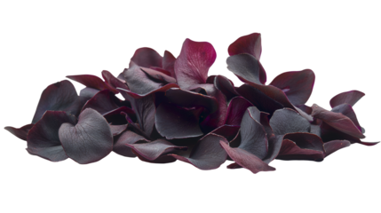 a purple flower on a transparent background, PNG image, PNG file, Generative art.