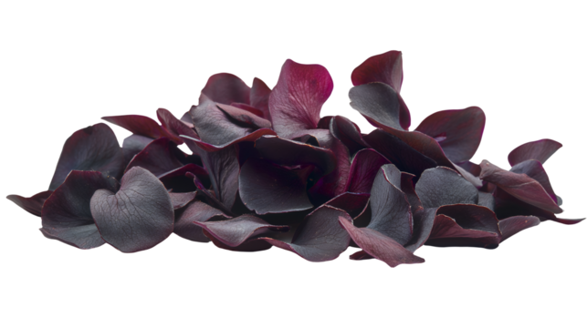 a purple flower on a transparent background, PNG image, PNG file, Generative art.