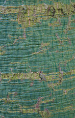 Beautiful close-up of brachychiton rupestris