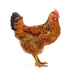Young brown chicken.