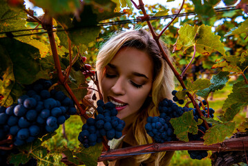 Woman close-up tasting the ripe grapes from an autumn vineyard