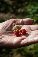 handful of raspberries