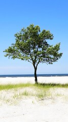 Solitary Tree on Sandy Beach Seascape