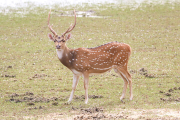 young spotted deer in the forest