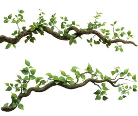 2D Stylized Vine with Leaves, Isolated on Transparent Background, Game Asset, Jungle Plant, Vine, foliage, game asset