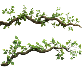 2D Stylized Vine with Leaves, Isolated on Transparent Background, Game Asset, Jungle Plant, Vine, foliage, game asset