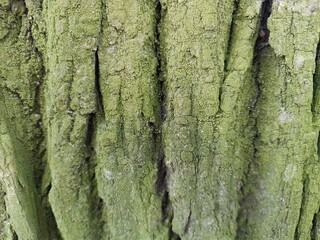 the bark of a tree in a green lichen