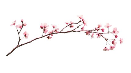 Fototapeta premium a branch of a tree with pink flowers against a on a transparent background, PNG image, PNG file, Generative art.