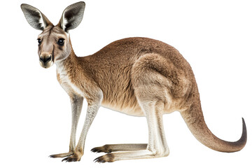 a red kangaroo standing and looking at the camera photo on a transparent background, PNG image, PNG file, Generative art.