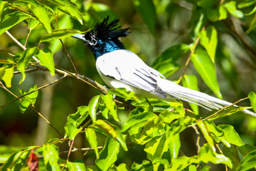 Indian paradise flycather bird