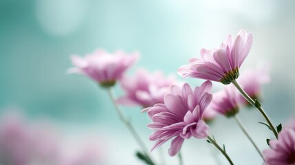 Fototapeta premium A cluster of lavender daisies stands out gently against a dreamy, blurred teal backdrop, creating a serene atmosphere perfect for messaging or announcements