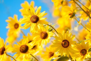 Obraz premium Vibrant Yellow Sunflowers Blooming in Summer Field