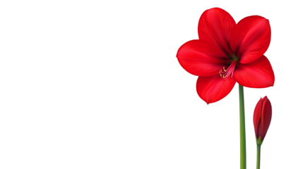 a red flower on a transparent background, PNG image, PNG file, Generative art.