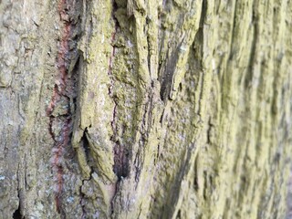 the bark of a tree in a green lichen