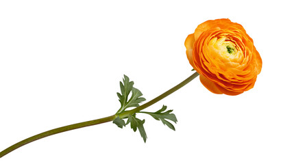 an orange flower on a transparent background, PNG image, PNG file, Generative art.
