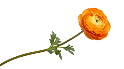 an orange flower on a transparent background, PNG image, PNG file, Generative art.