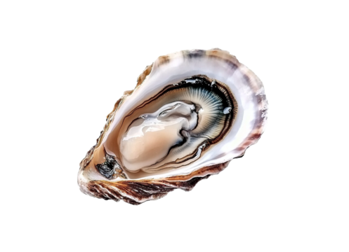 Fresh oyster