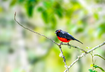 Scarlet Breasted Tanager perched on a tree