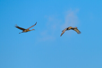 Sandhill Cranes in flight