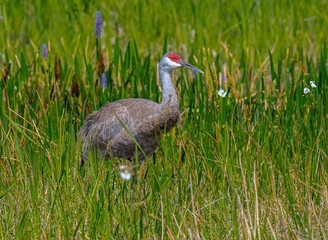 Sandhill Craine in the marsh grass