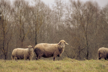 Sheep in farmers field with sheep background.