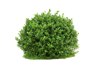 Fototapeta premium Green bushes