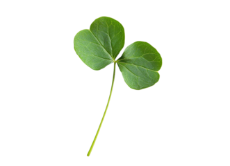 Green leaf of oxalis corniculata