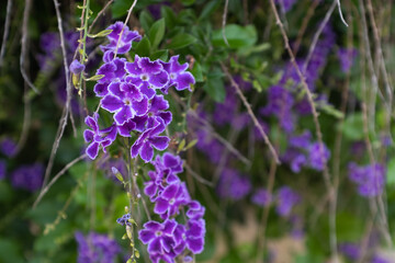 Duranta Erecta Golden Dewdrop – Stunning Purple Flowers with White Edges – Ornamental Evergreen Shrub or Vine for Gardens, Landscaping, and Butterfly Attraction. High quality photography
