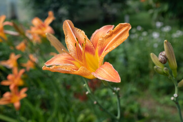 Orange Daylily (Hemerocallis fulva) in Full Bloom – Bright Summer Perennial Flower with...