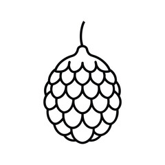 rudraksha fruit line art vector illustration