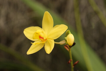 yellow orchid flowers of spring