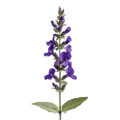 Fototapeta premium a tall plant with purple flowers on a transparent background, PNG image, PNG file, Generative art.