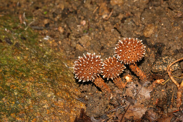 Mushrooms from Central Ceylon Highland Forests