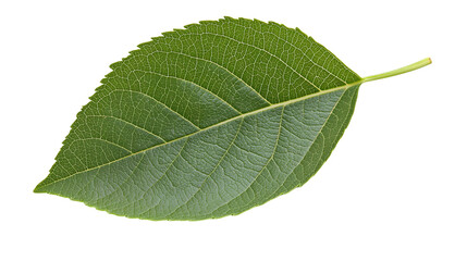Obraz premium a green leaf against a on a transparent background, PNG image, PNG file, Generative art.