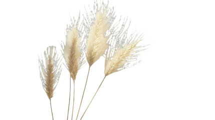 a white feather like plant that is blowing in the wind on a transparent background, PNG image, PNG file, Generative art.