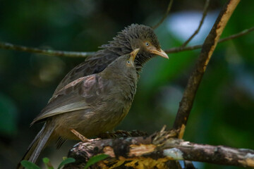 Yellow billed babbler birds couple