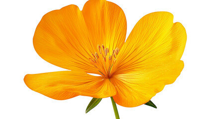Obraz premium a picture of a yellow flower on a transparent background, PNG image, PNG file, Generative art.