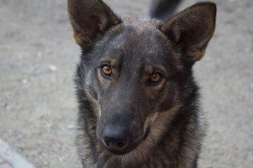 german shepherd dog