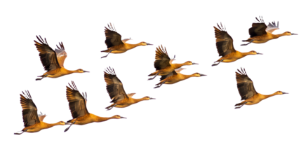 a flock of birds in flight on a transparent background, PNG image, PNG file, Generative art.