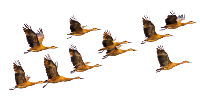 a flock of birds in flight on a transparent background, PNG image, PNG file, Generative art.