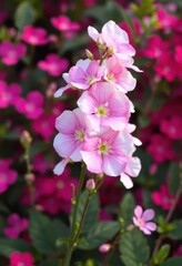 Aromatic white and pink Bacopa monnieri blossoms in a pink garden, bright, fragrance