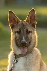 portrait of a young Malinois, a type of the belgium shepard dog
