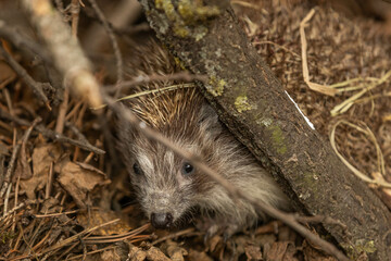 a hedgehog hiding under sticks and leaves
