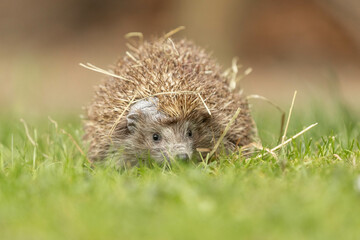 a hedgehog in the gras