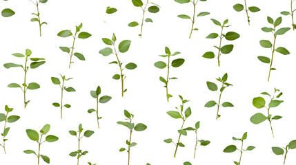 a pattern of green branches and flowers on a transparent background, PNG image, PNG file, Generative art.