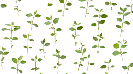 a pattern of green branches and flowers on a transparent background, PNG image, PNG file, Generative art.