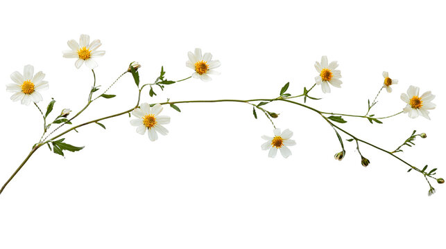 Fototapeta a branch of a plant with small white flowers on a transparent background, PNG image, PNG file, Generative art.