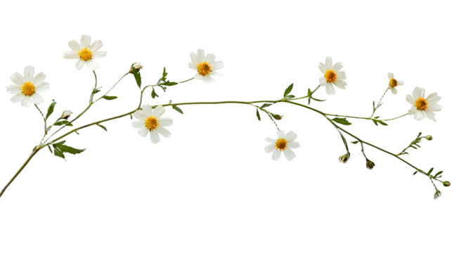 a branch of a plant with small white flowers on a transparent background, PNG image, PNG file, Generative art.