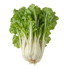 Vibrant chayote leaves with furry texture and trailing tendrils creatively arranged on a white background